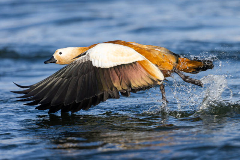 鸭子振翅起飞   吉林市长白岛湿地公园图片