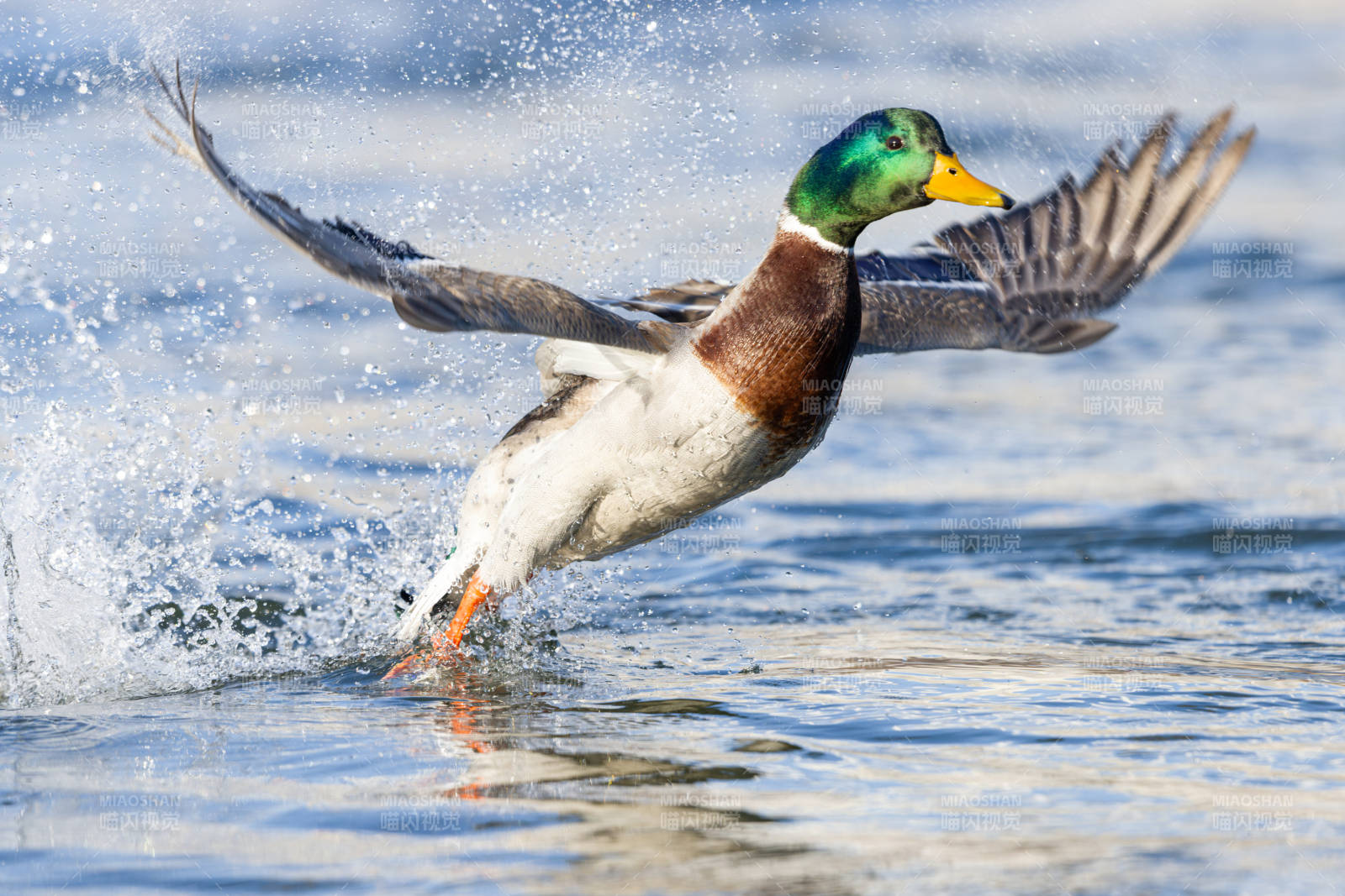 鸭子振翅起飞  吉林市长白岛湿地公园图片