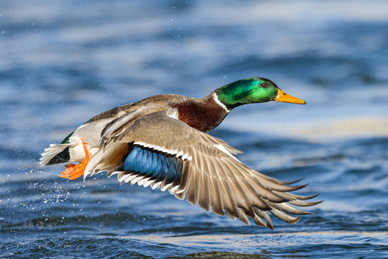 绿头鸭飞翔水面图片