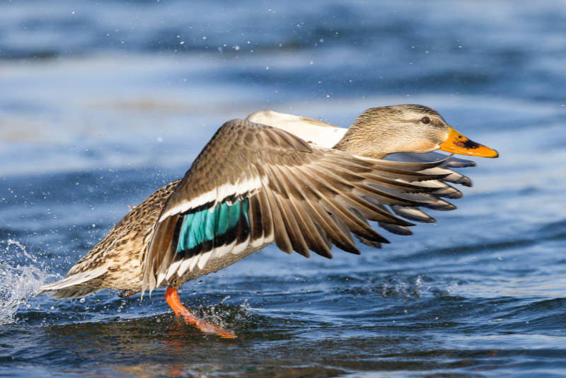 鸭子展翅飞翔  吉林市长白岛湿地公园图片