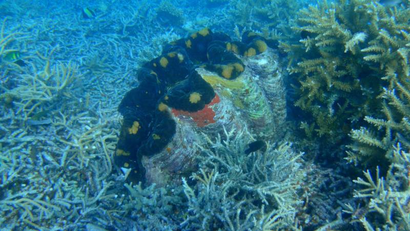 帕劳 珊瑚礁中的海葵鱼图片