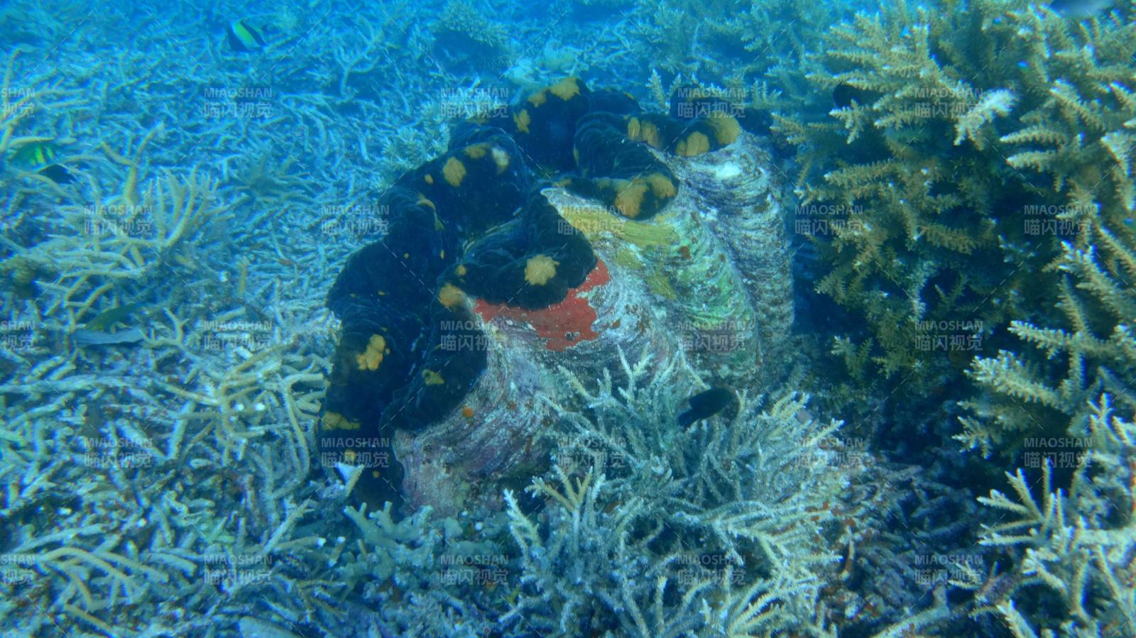 帕劳 珊瑚礁中的海葵鱼图片