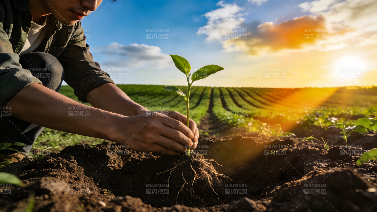 种下希望之苗图片
