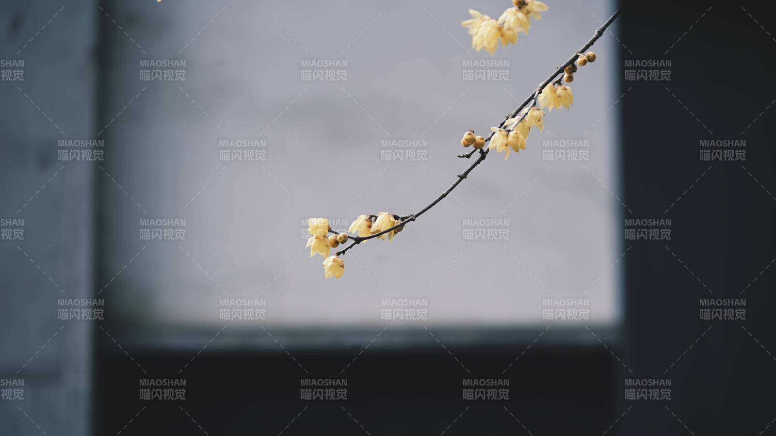 枝头初绽黄梅香图片