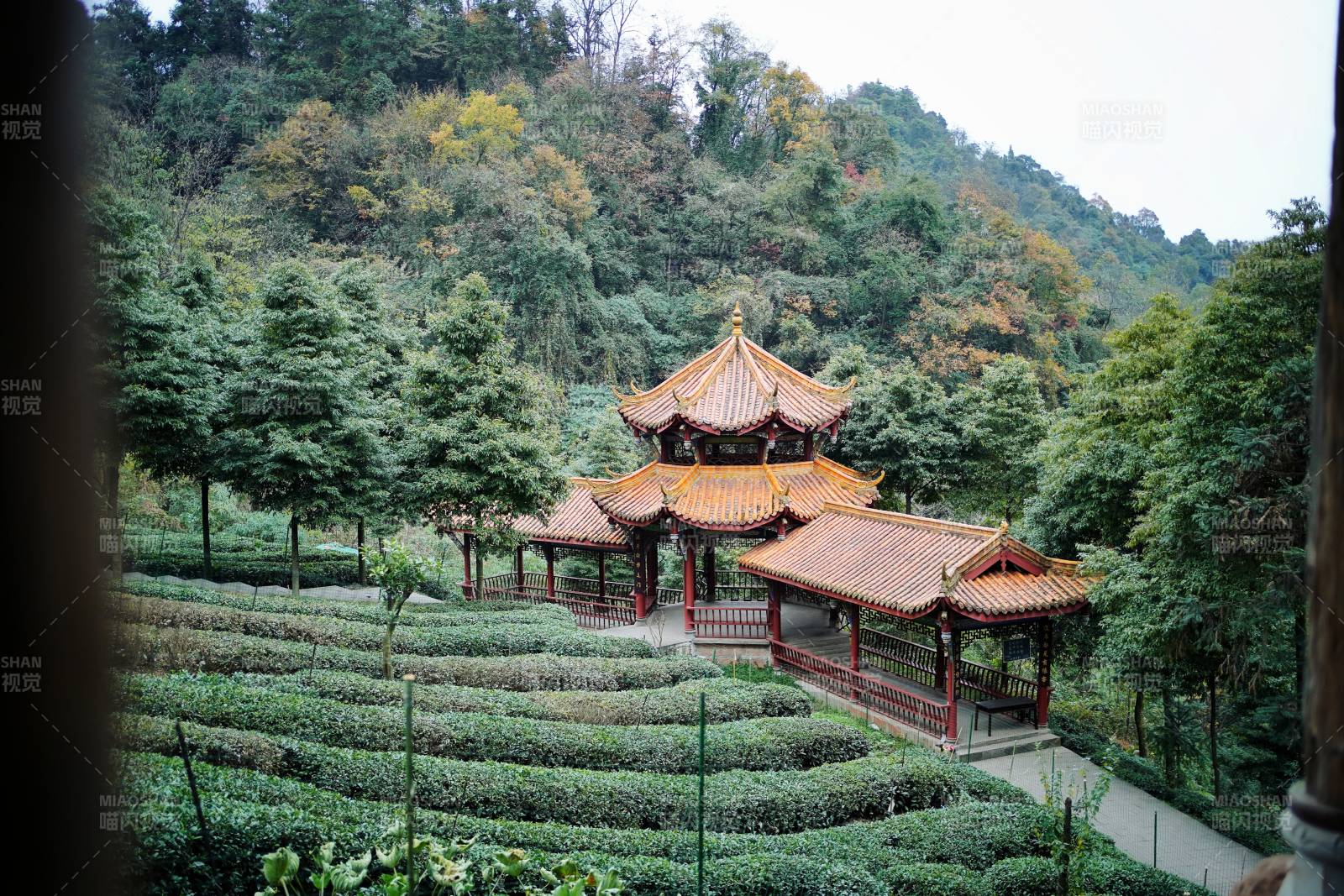 青城山茶园古亭秋色图片