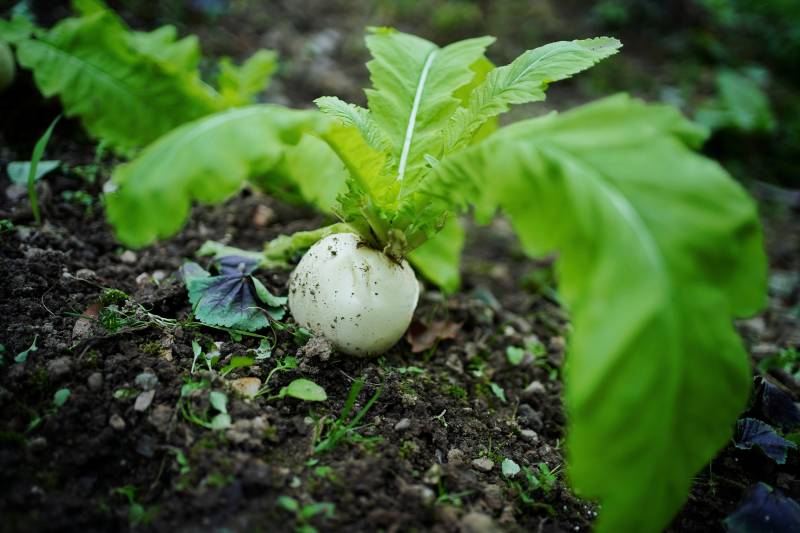 白萝卜生长中图片