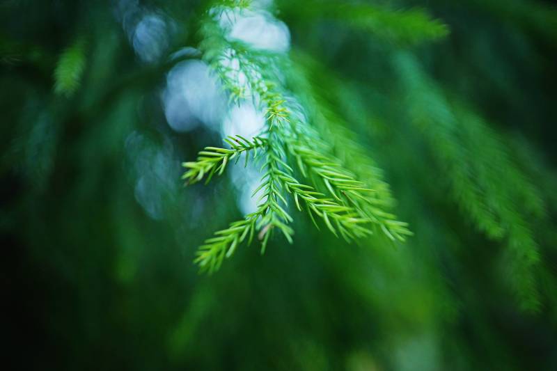 翠绿枝叶特写图片