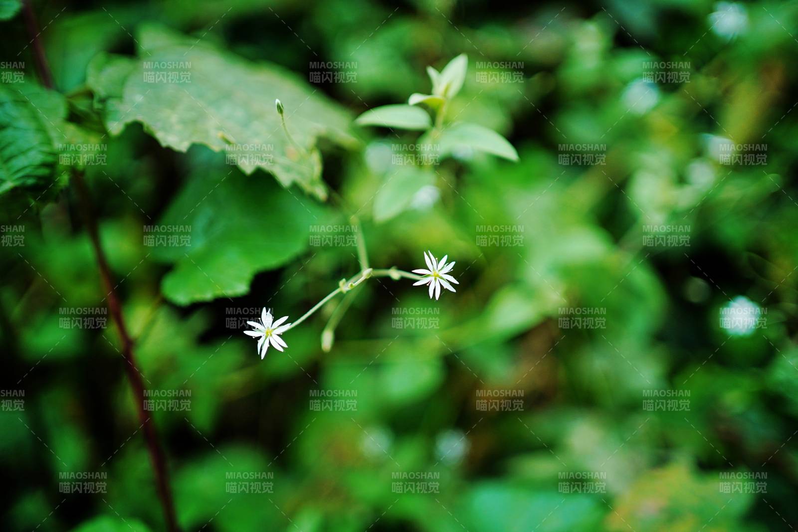 野花绽放绿意中图片