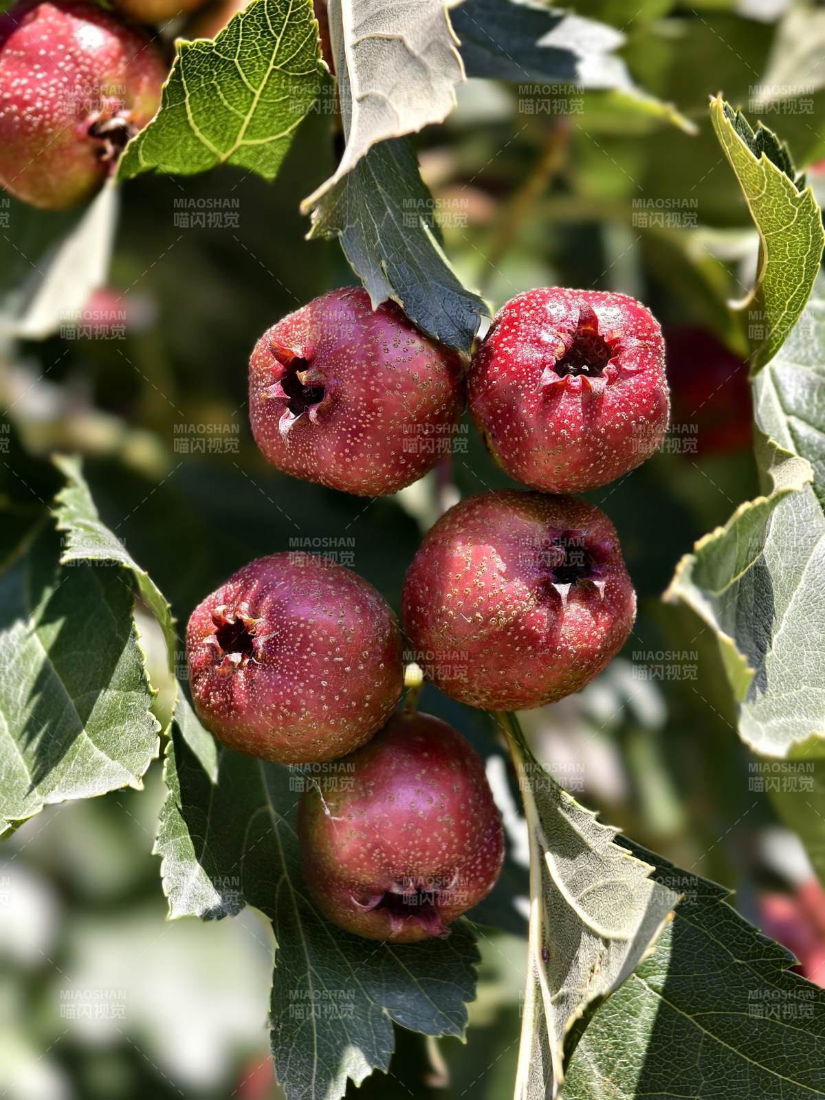 山楂果实累累图片