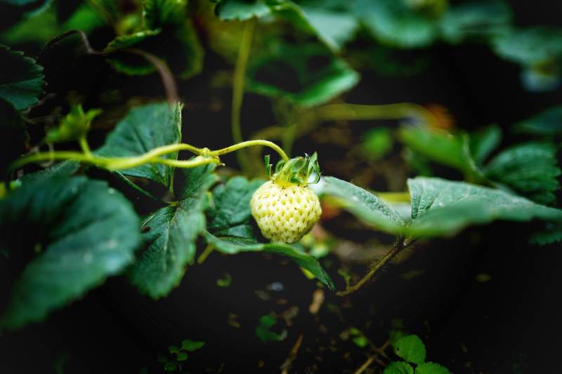 青涩草莓挂枝头图片
