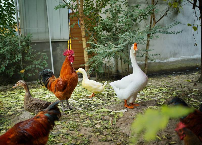 庭院里的鸡鸭鹅图片