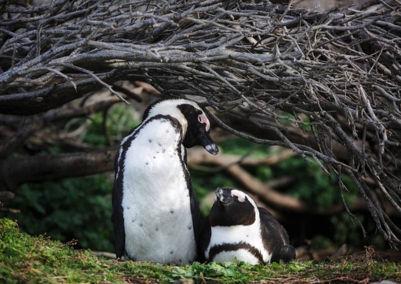 企鹅母子依偎树下图片