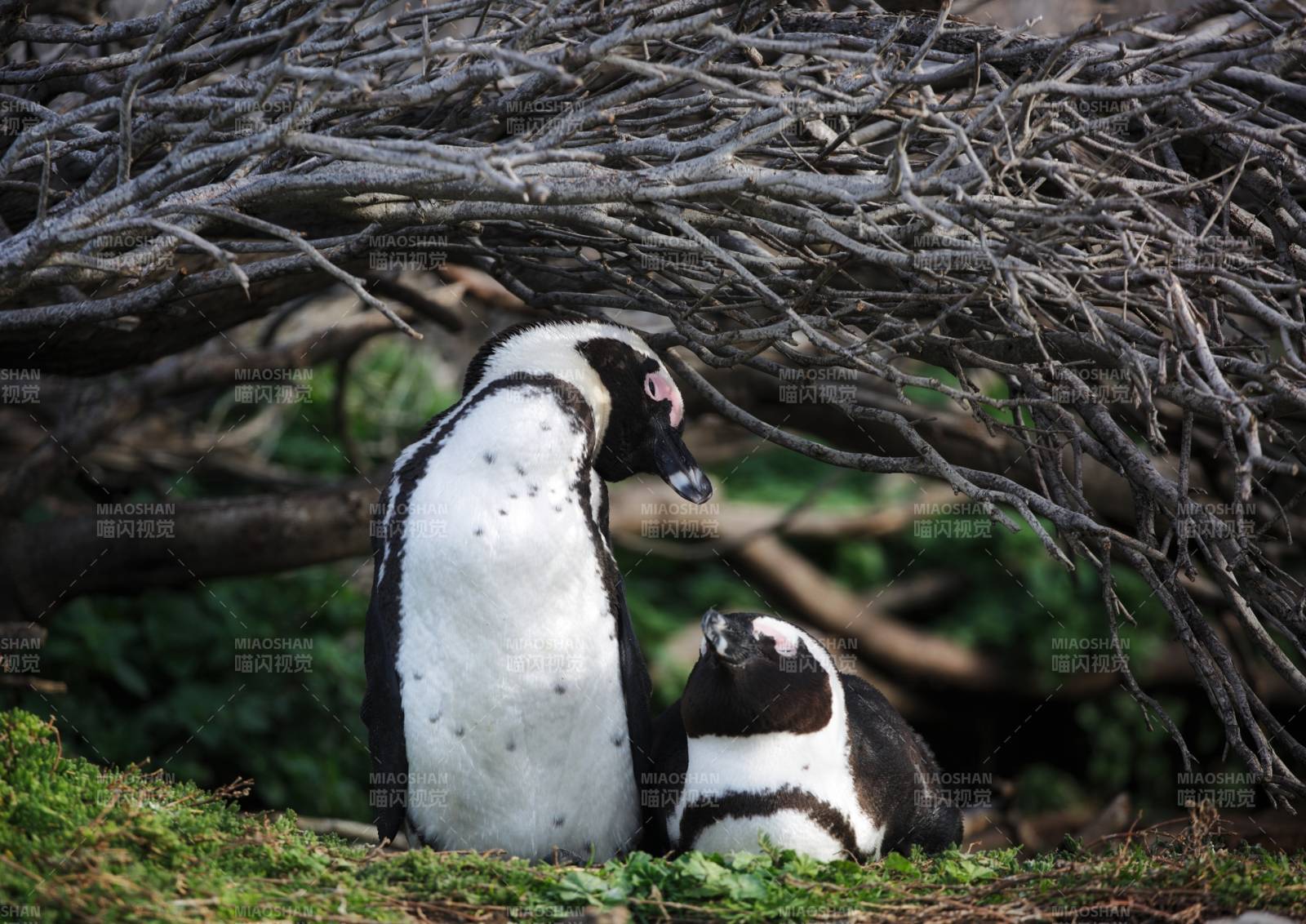 企鹅母子依偎树下图片
