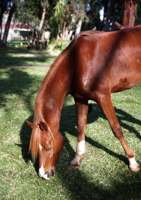 棕马低头吃草图片