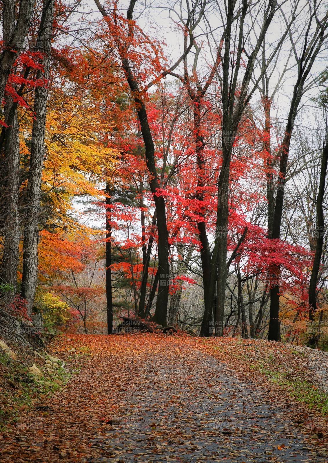 秋林小径图片
