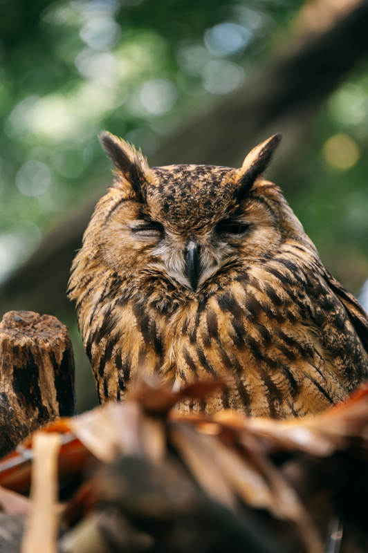 闭目养神的猫头鹰图片