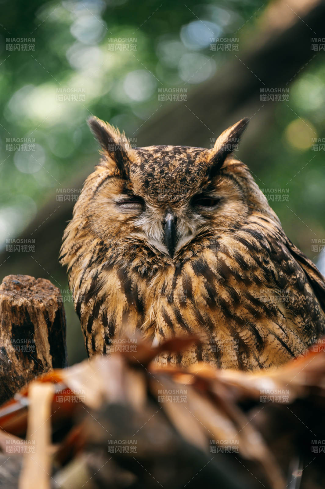 闭目养神的猫头鹰图片
