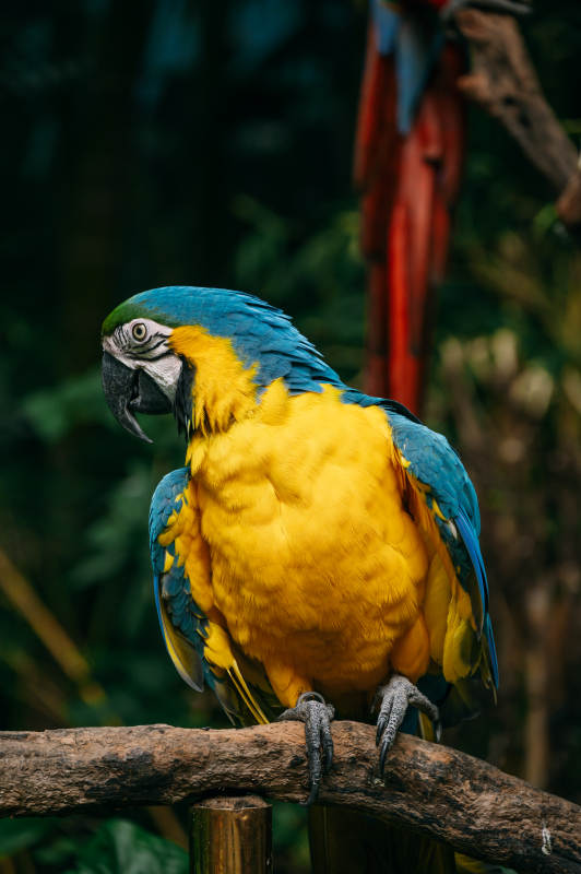 蓝黄金刚鹦鹉栖枝图片