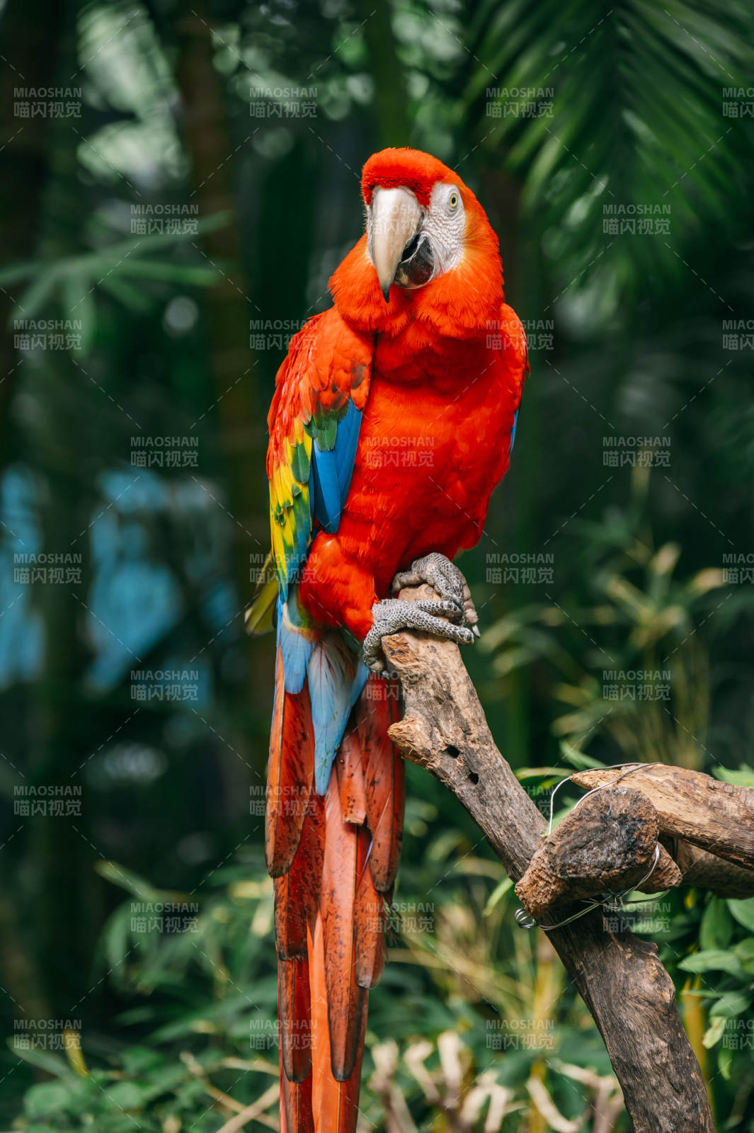 红鹦鹉栖枝头图片