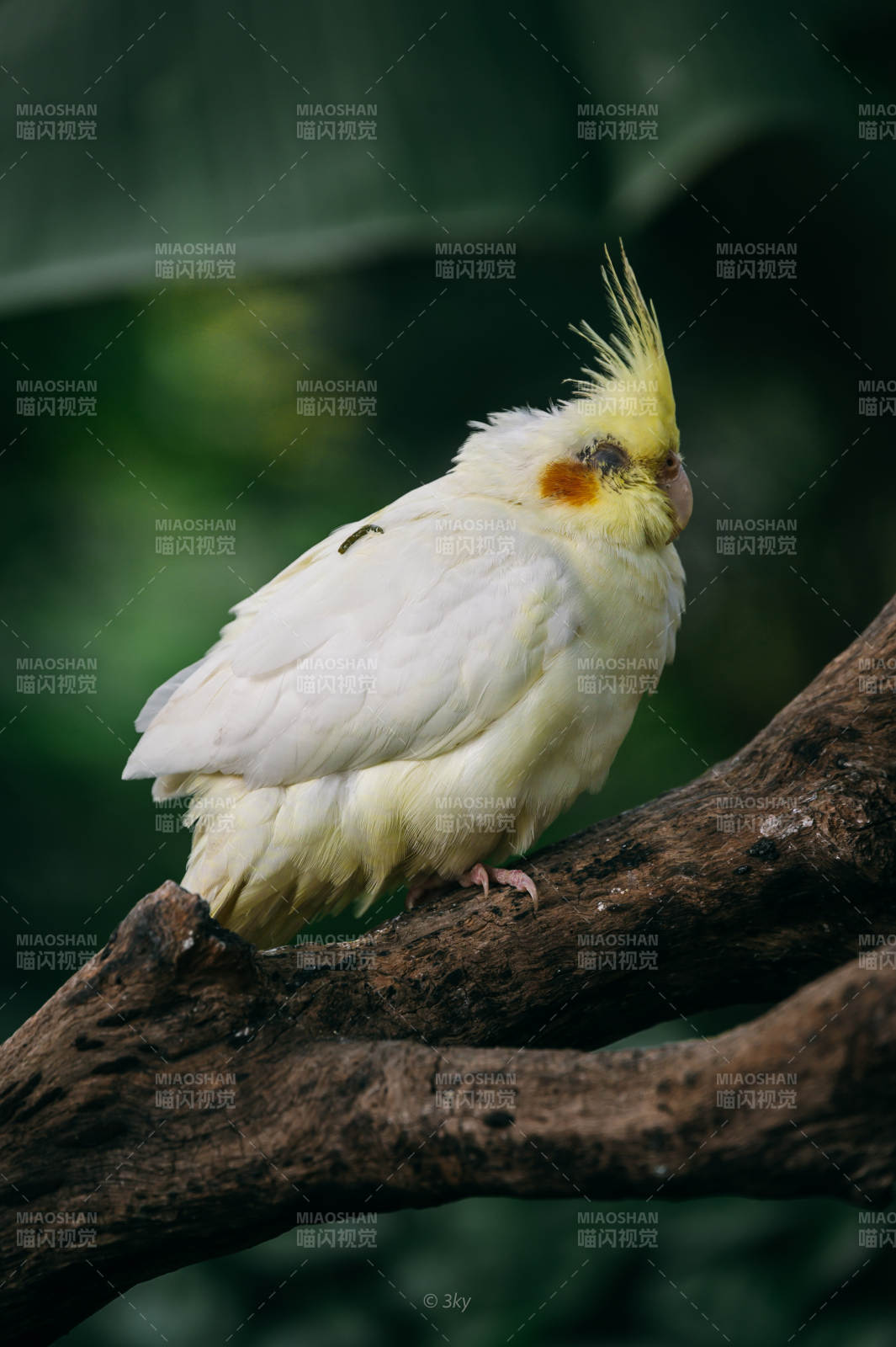 黄冠鹦鹉栖枝头图片