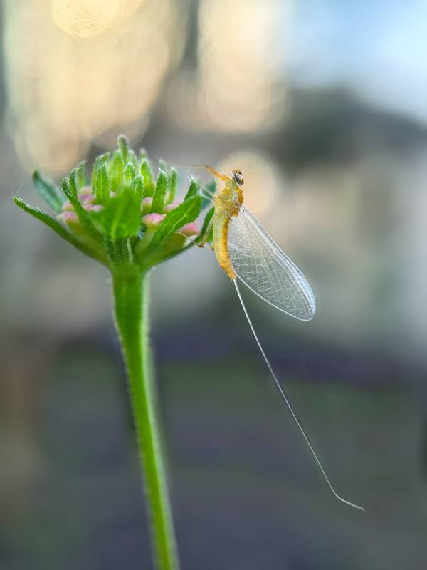 蜉蝣栖花蕊图片