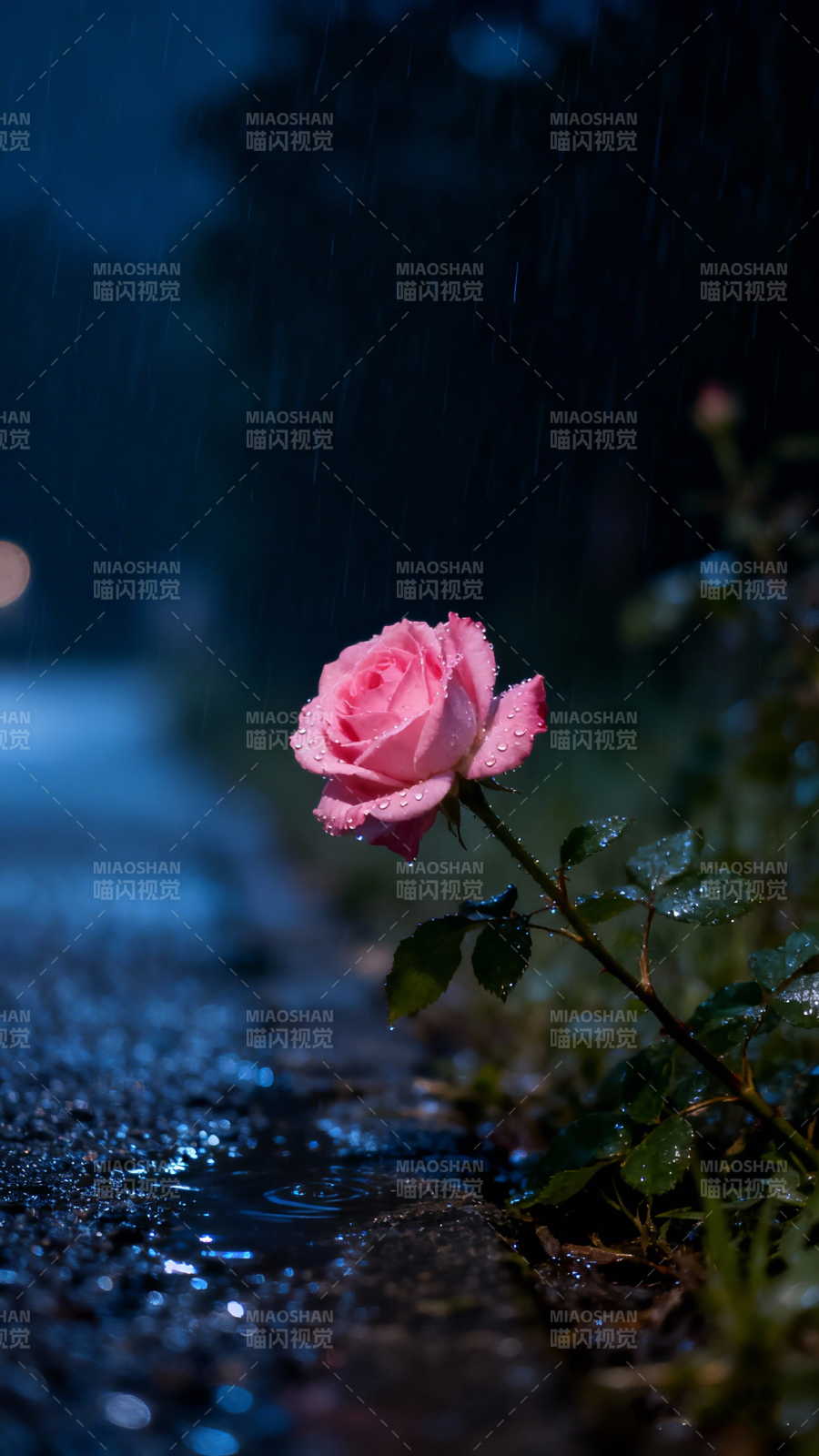 雨夜玫瑰图片
