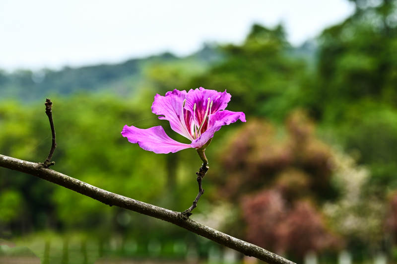 紫荆花绽放枝头特写图片