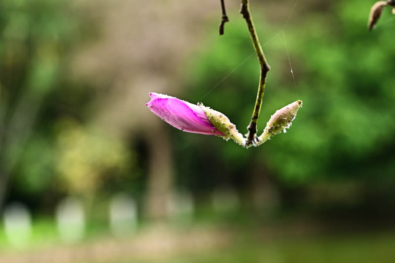 紫荆花初绽枝头图片