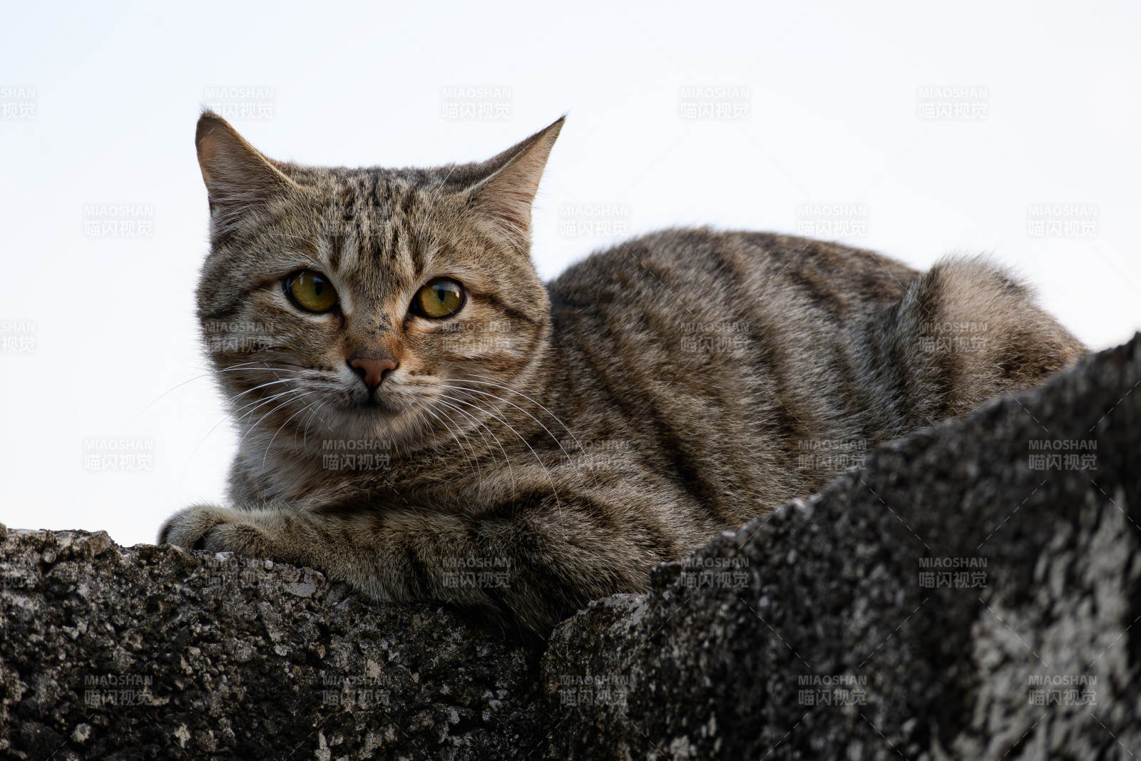 田园猫狸花猫图片