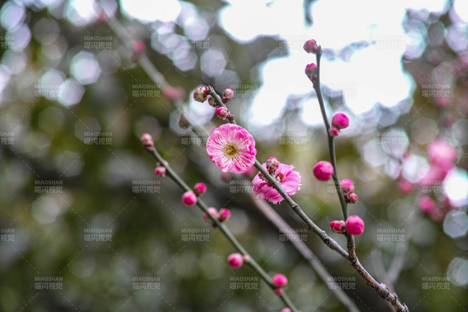 梅花绽放枝头图片
