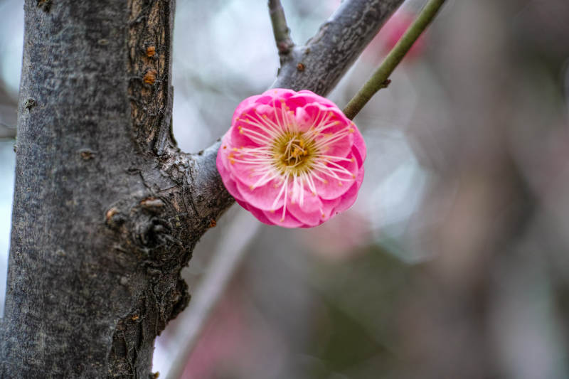 梅花绽放枝头图片