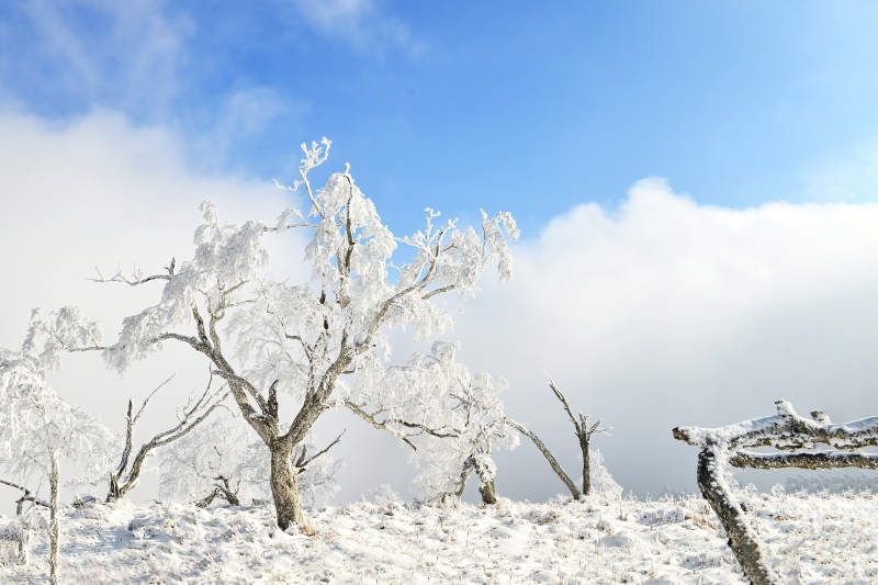 雪覆枝头 冬日静谧图片