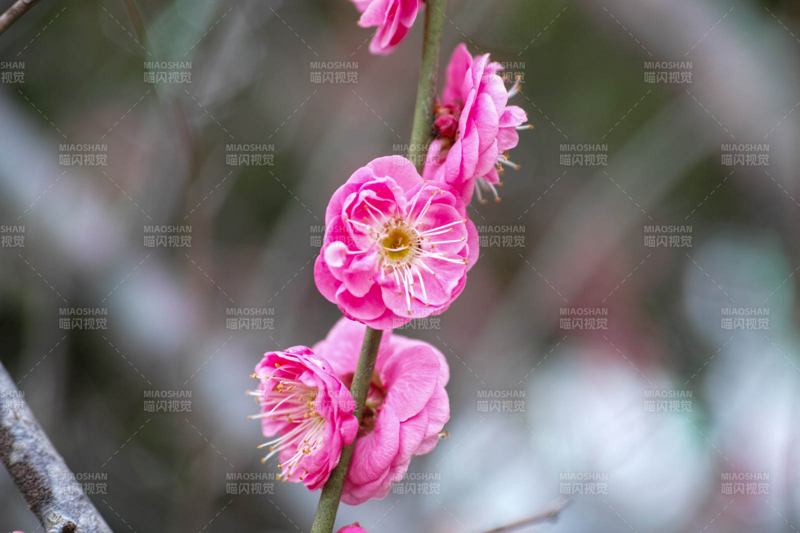 梅花绽放枝头图片