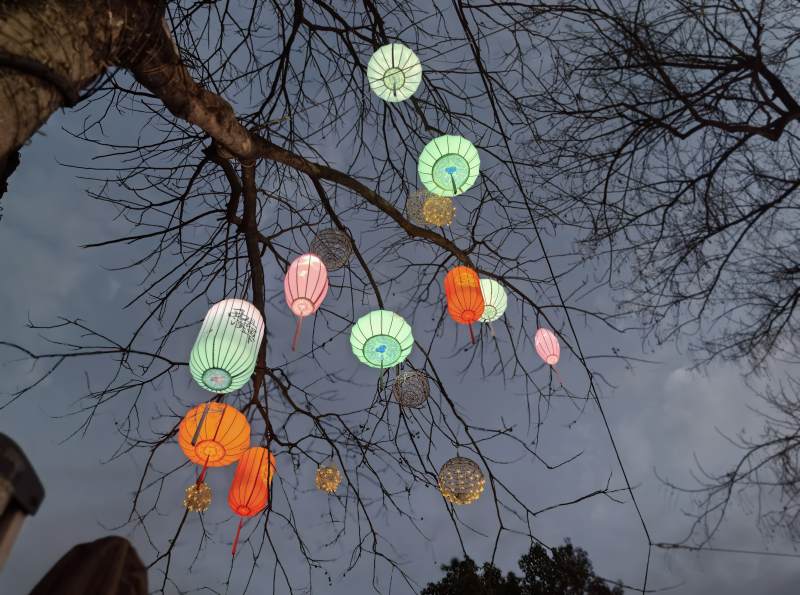 非遗彩色油纸灯笼与树枝剪影图片