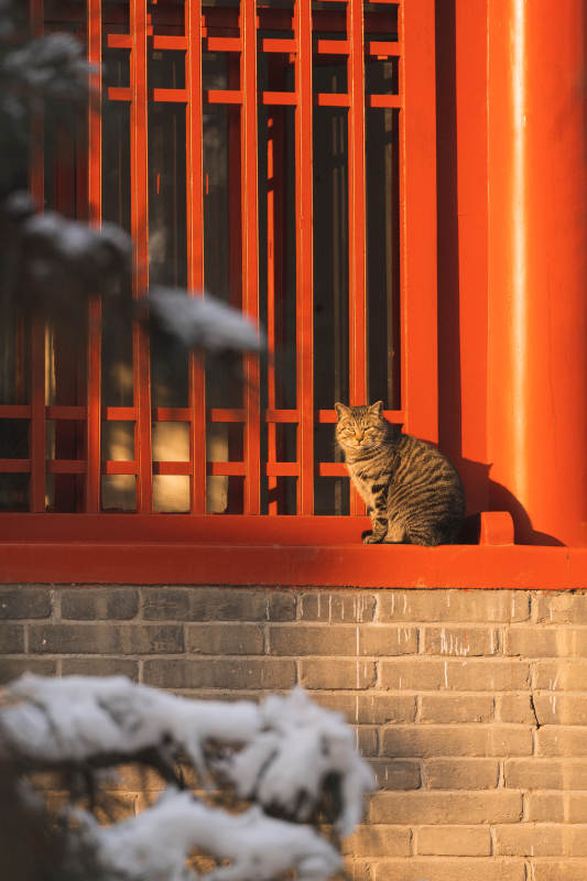 雪中红墙猫影图片