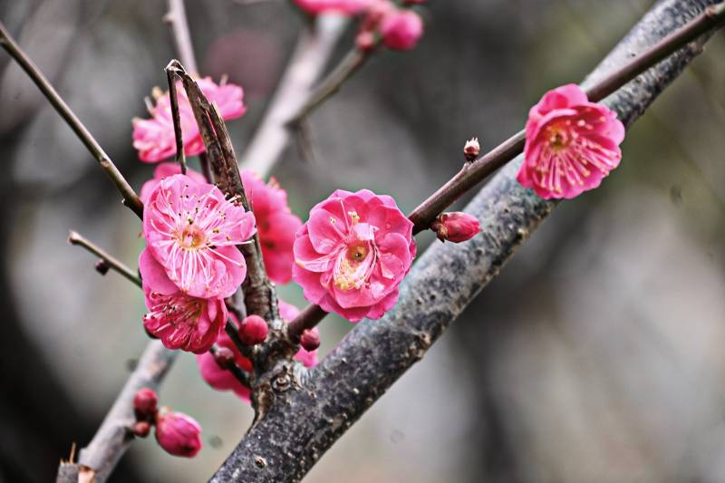 梅花绽放枝头图片