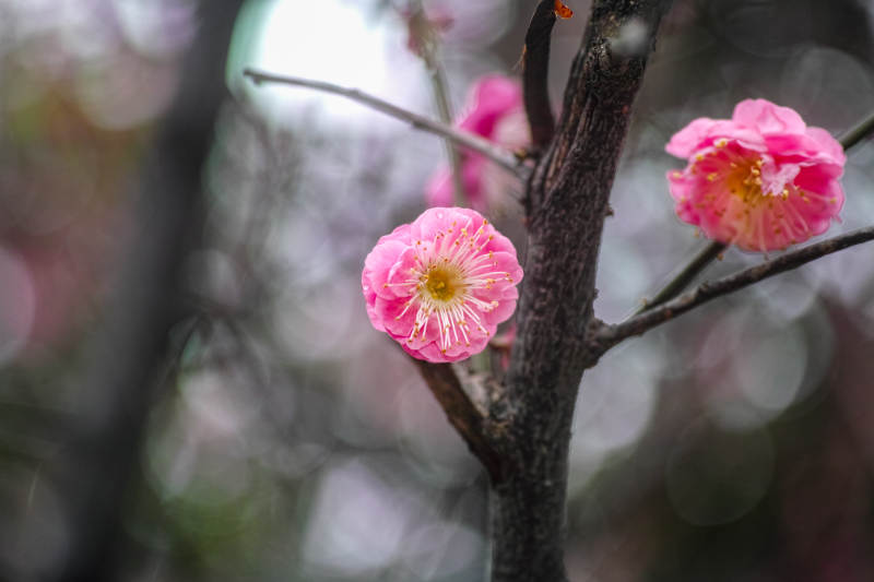 梅花绽放枝头图片