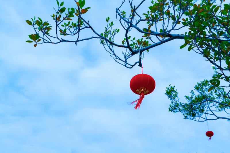 红灯笼挂枝头图片