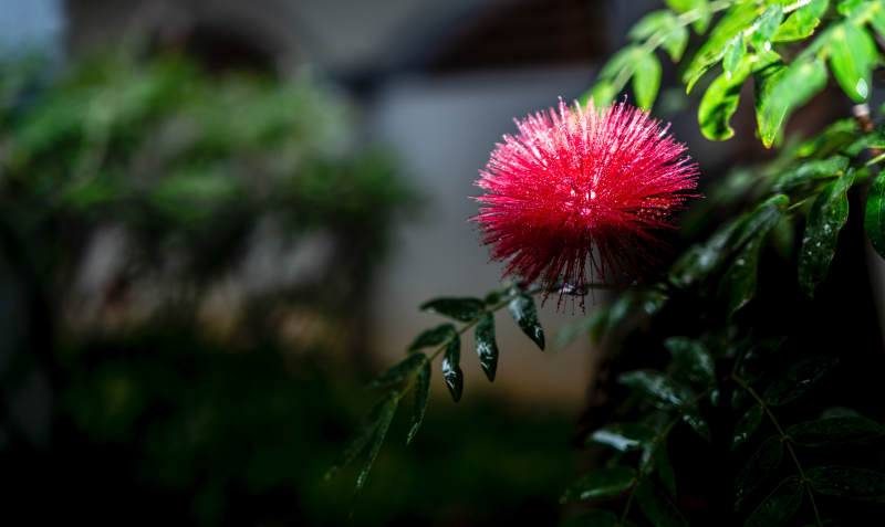红绒花绽放枝头图片