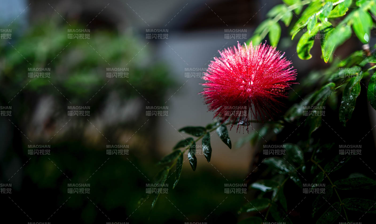 红绒花绽放枝头图片