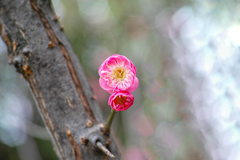 梅花绽放枝头图片