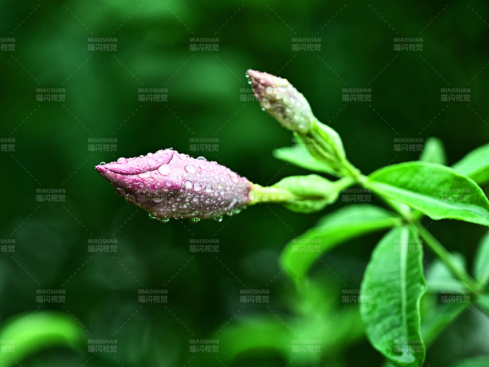 雨后含苞待放的紫蝉花特写图片