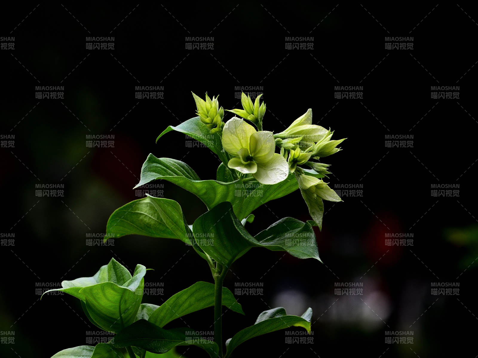 绿叶白花静谧绽放图片