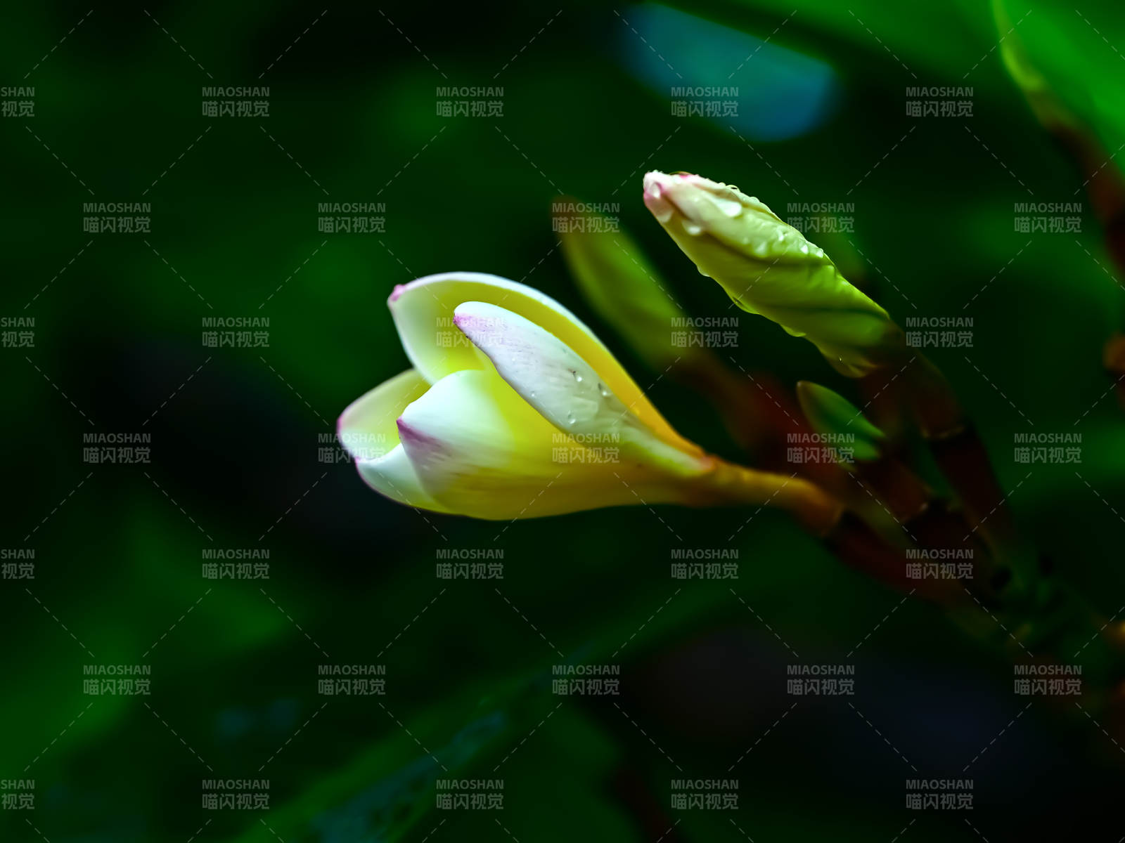 雨后初绽的紫蝉花特写图片