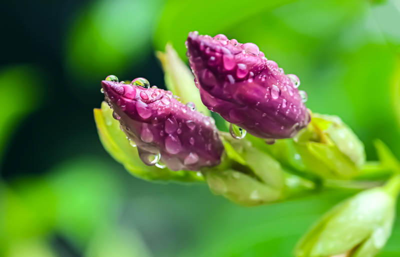 雨后含苞待放的紫蝉花特写图片