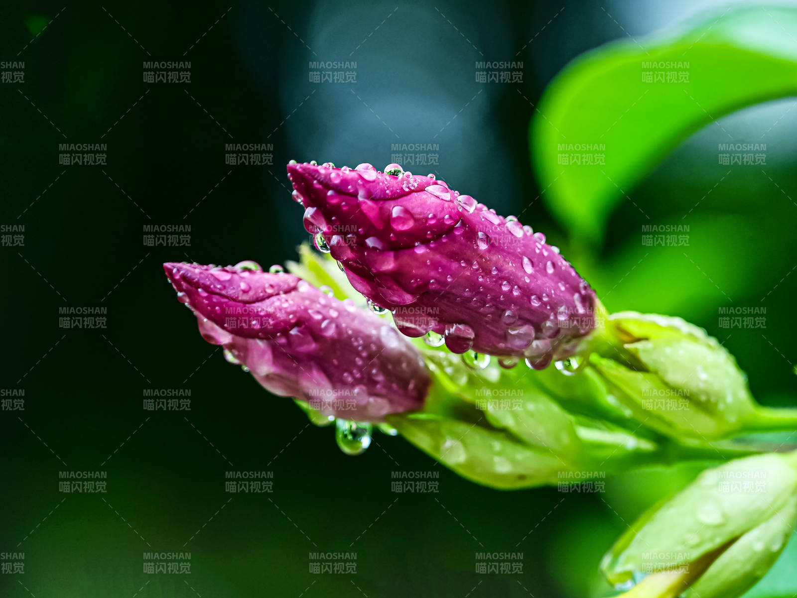 雨后含苞待放的紫蝉花特写图片