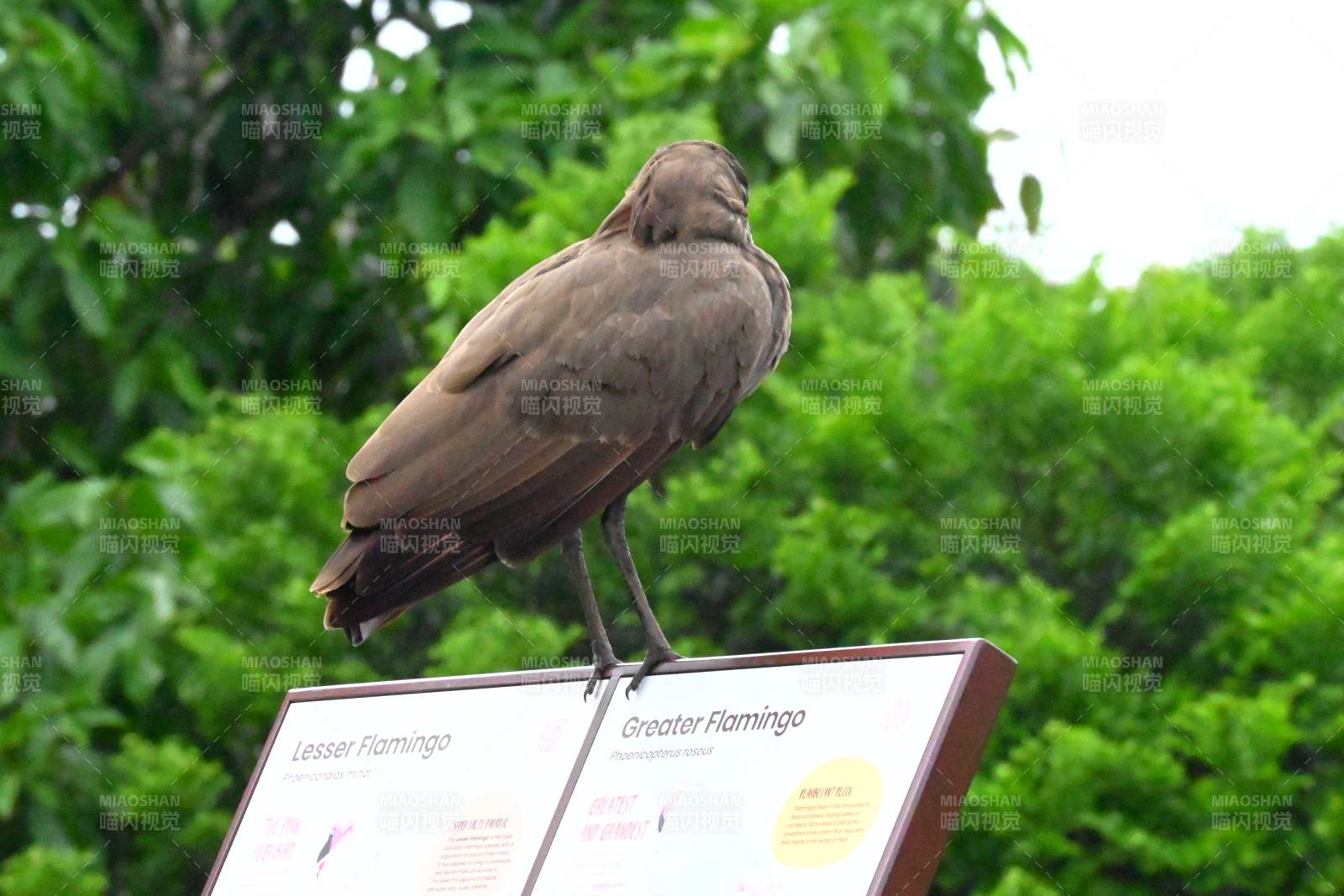 棕鸟栖息标识牌图片
