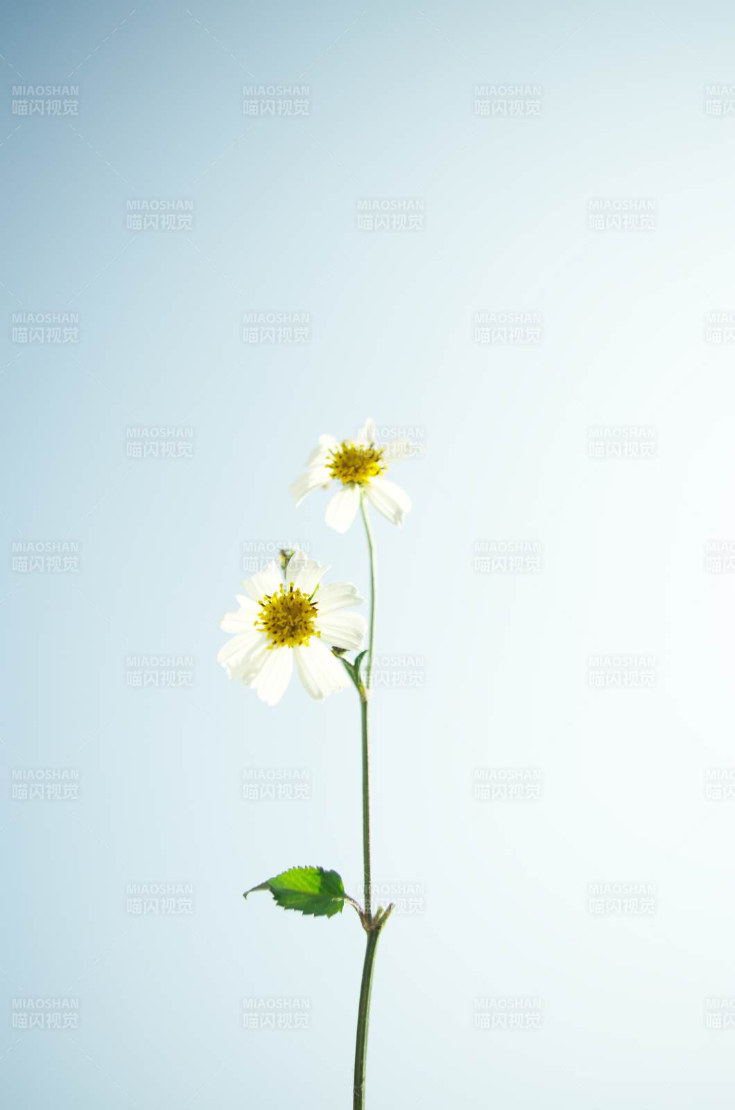 双花映天蓝图片