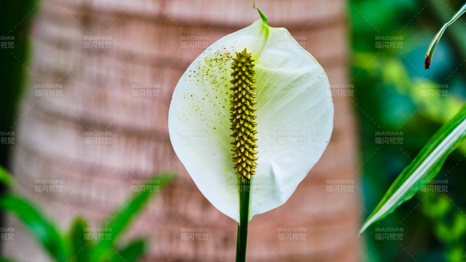 洁白花苞迎风绽放图片