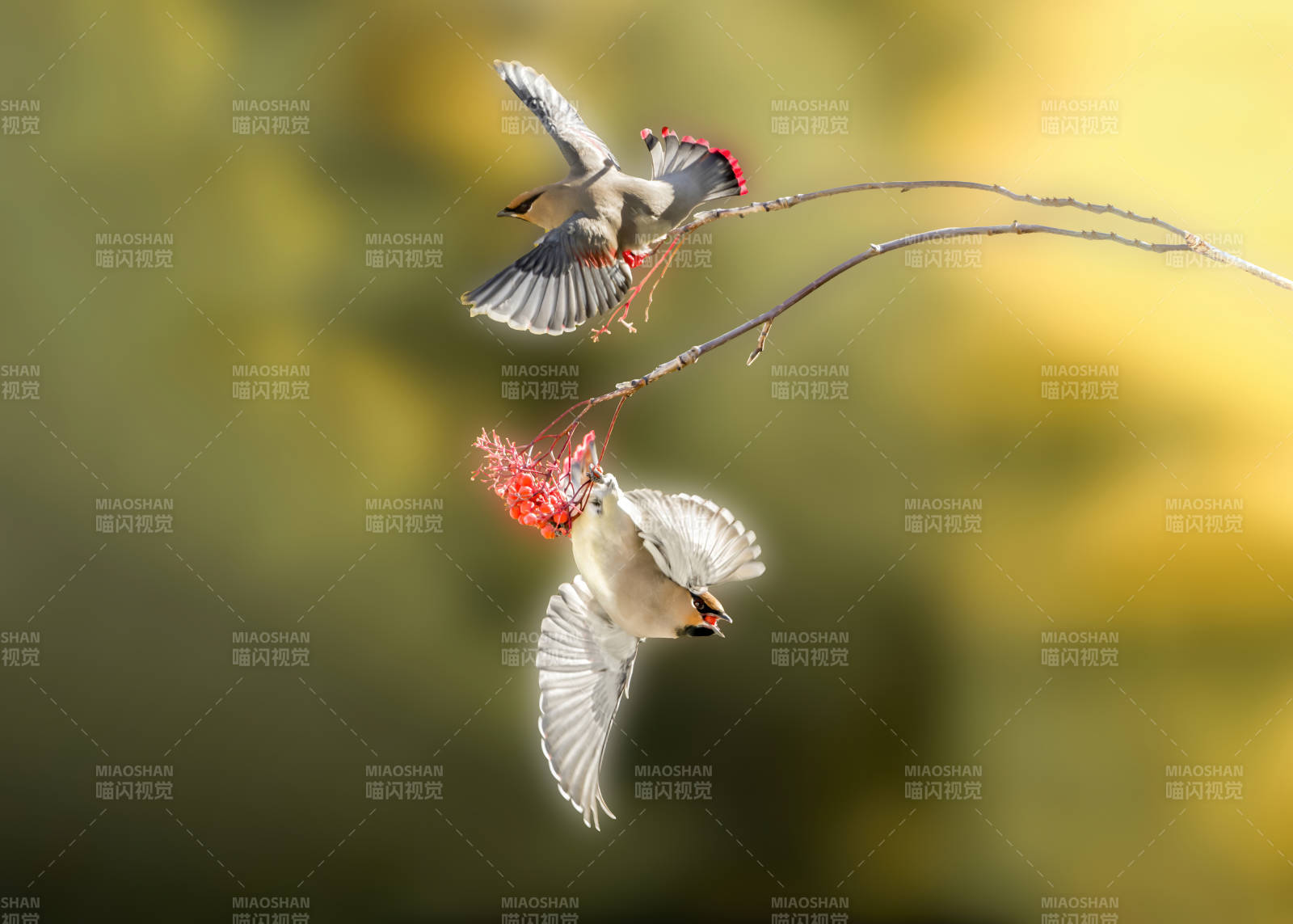 两只太平鸟儿嬉戏枝头图片